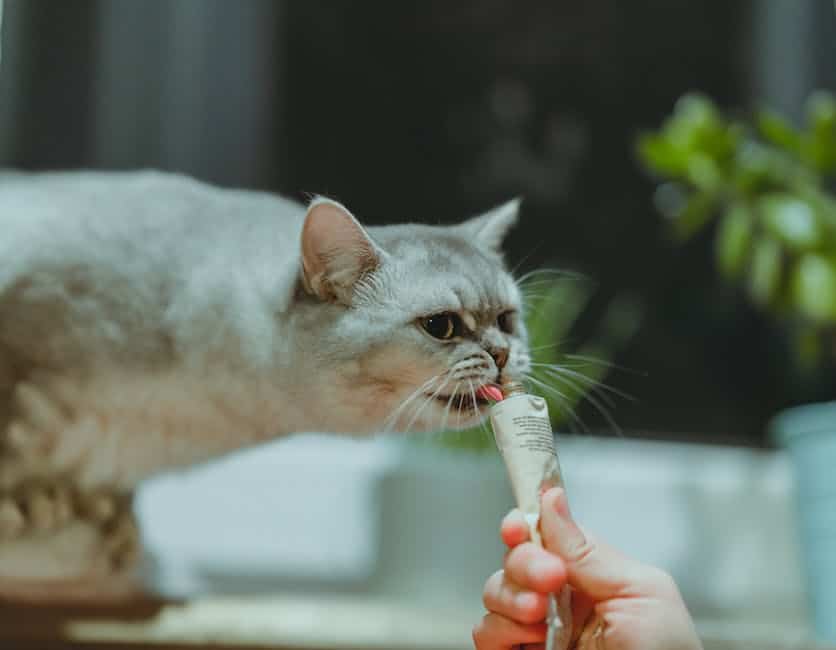 An image of a person clicker training their cat with a treat as a reward.