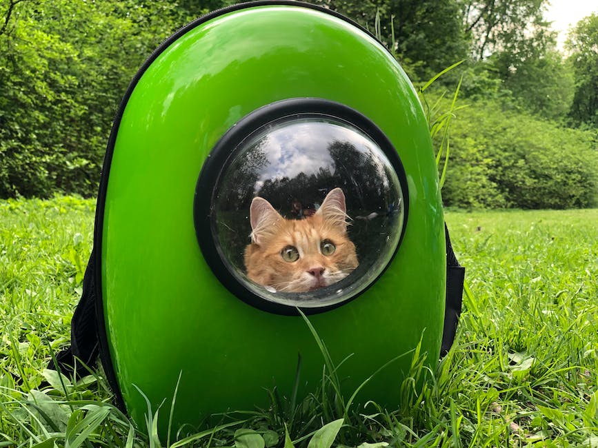 A cat in a carrier with a seatbelt fastened and a person driving a car, demonstrating safe cat transportation in a car.