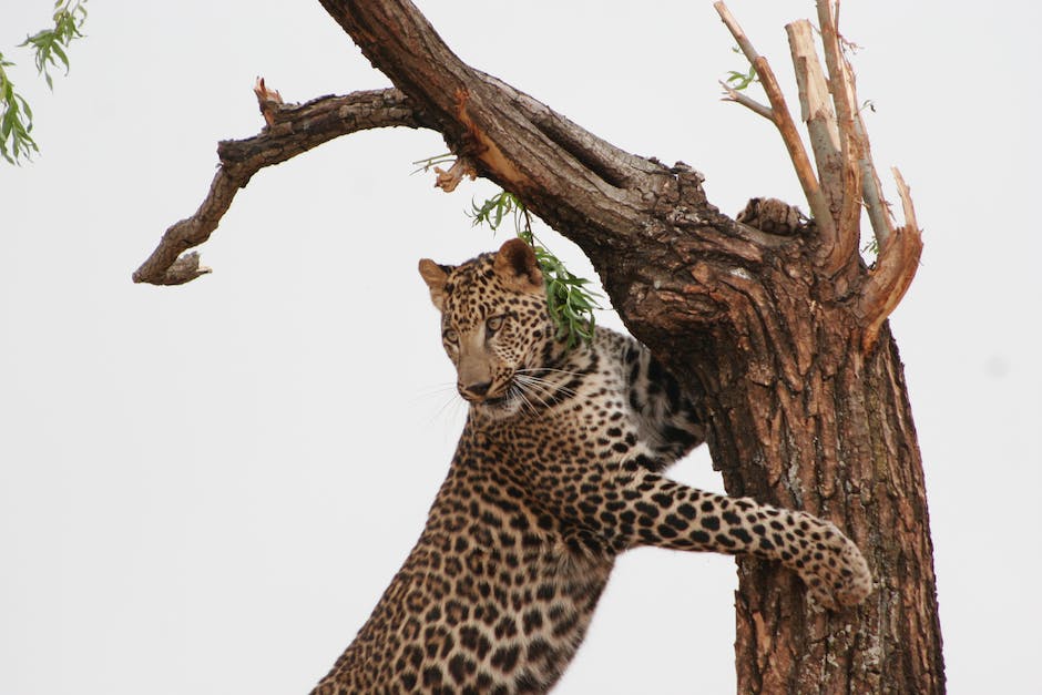 A cat resting on a multi-level cat tree, enjoying its cozy alcove