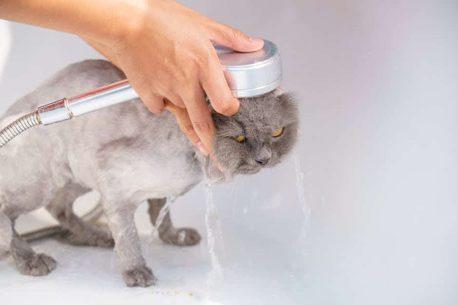 Image describing the signs of stress in cats during bath time.