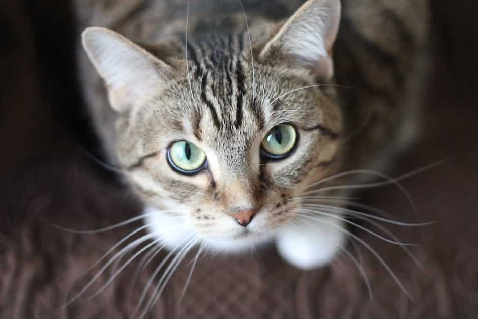Image of a cat sitting on a couch surrounded by scratched upholstery