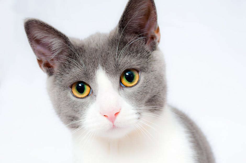 Image of a cat playing with different cognitive toys