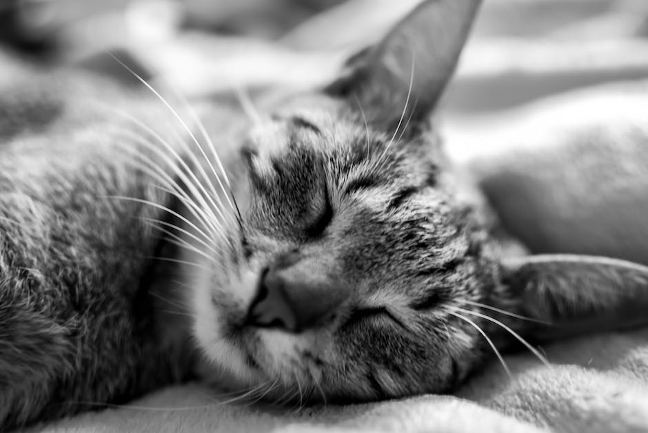 Image depicting a domestic feline's coat and skin, showing a healthy and lustrous appearance