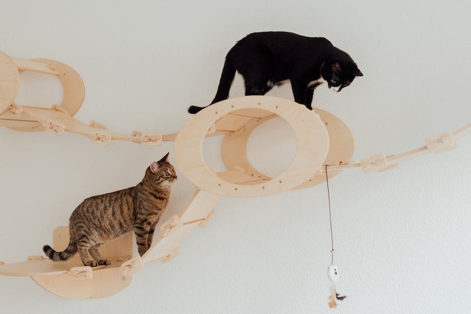 Image of a variety of eco-friendly cat toys