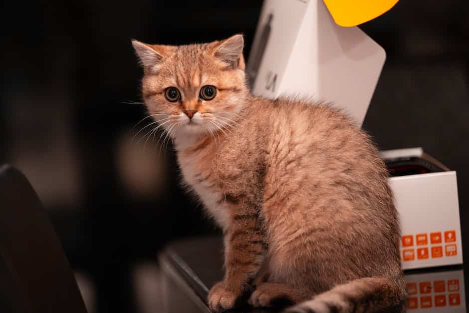 Illustration of a cat with wide eyes looking fearful