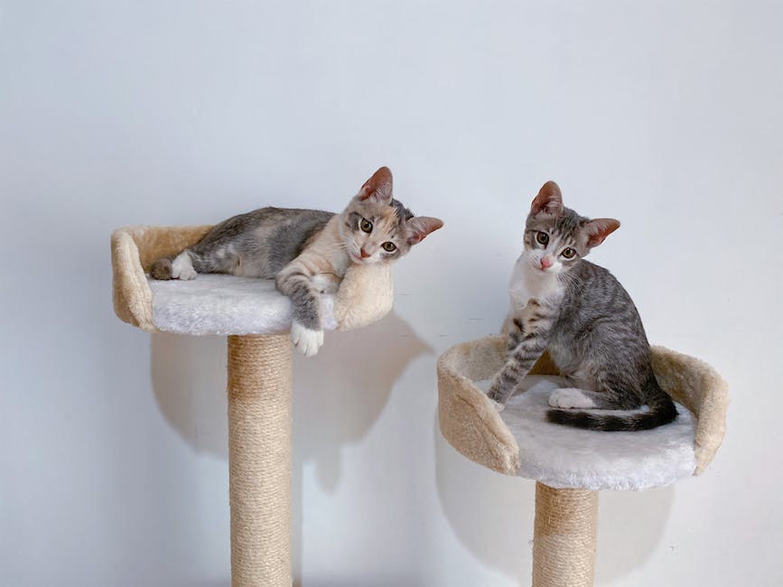 Image description: A cat playing with a toy on a cat tree