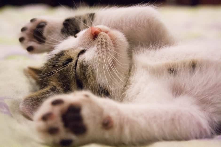 A cute cat laying down and looking into the camera