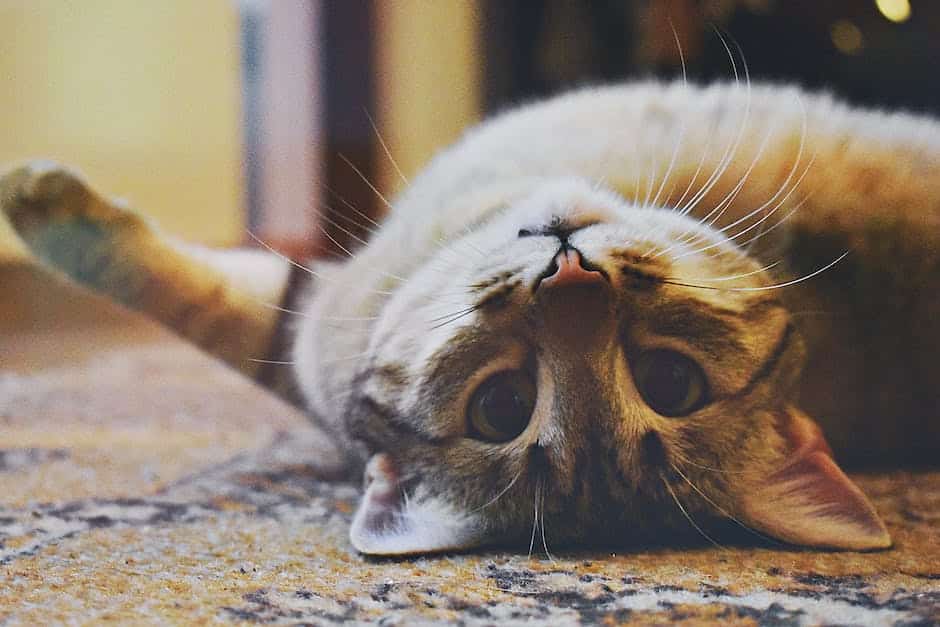 An image showing a playful cat engaging in various activities, such as climbing, playing with puzzle feeders, chasing a laser pointer, and exploring the outdoors.