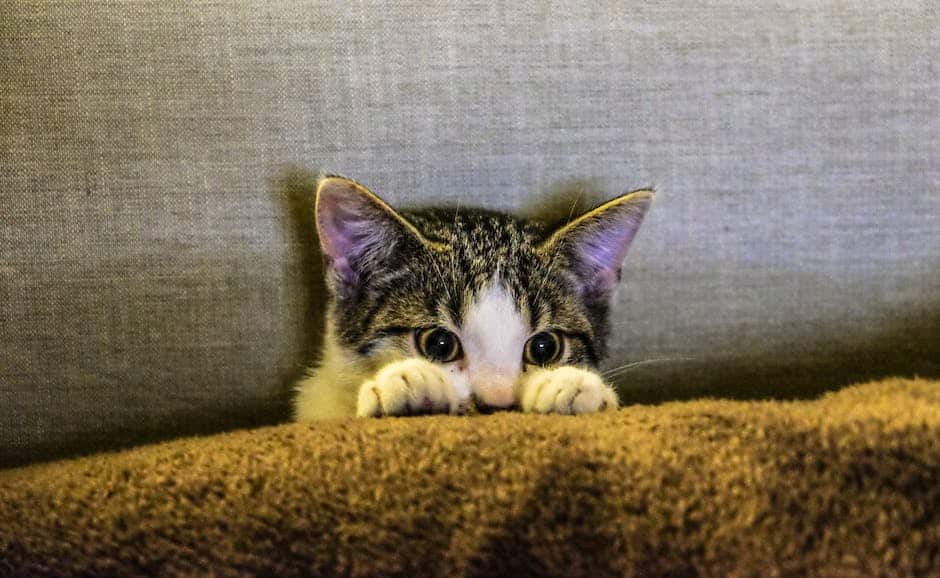 Image of a cat hiding in a cozy nook