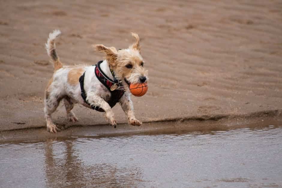 A happy dog with a toy, ready to play
