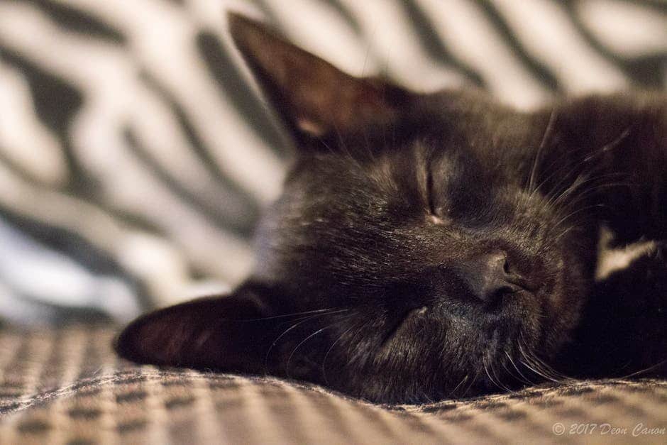A cat peacefully sleeping in a cozy bed
