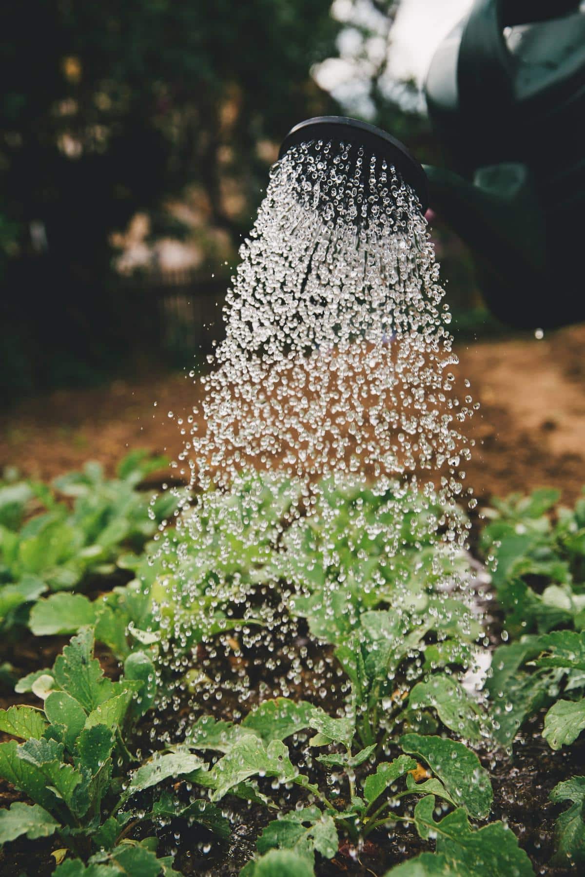 A visually impaired person sitting near an indoor herb garden, carefully tending to the various plants.