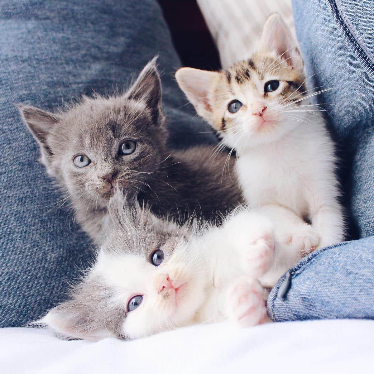 A group of kittens playing with various toys, showing their joy and curiosity while engaging in interactive games.