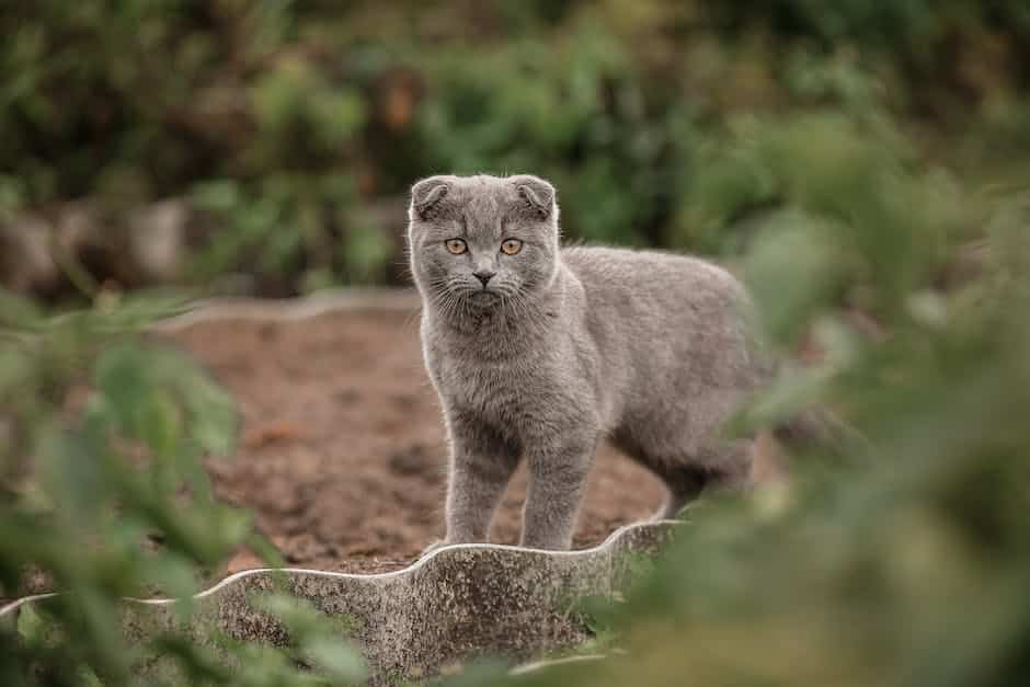 A playful kitten sitting and looking up with its bright eyes and cute expression, ready to learn commands.