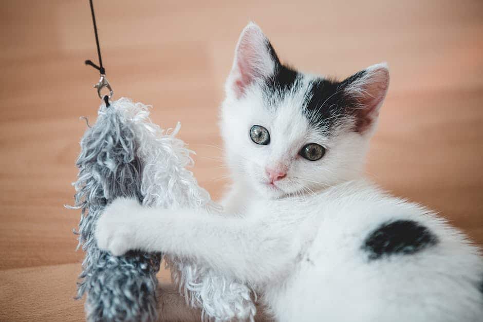 A kitten playing with a toy, excitedly looking up.