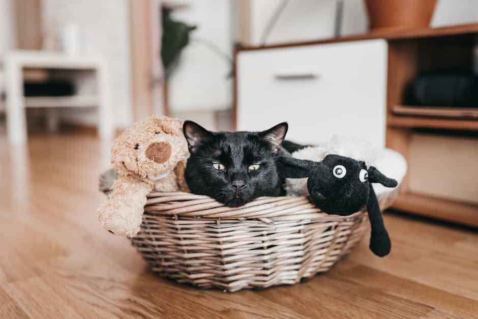 A kitten chasing after a toy