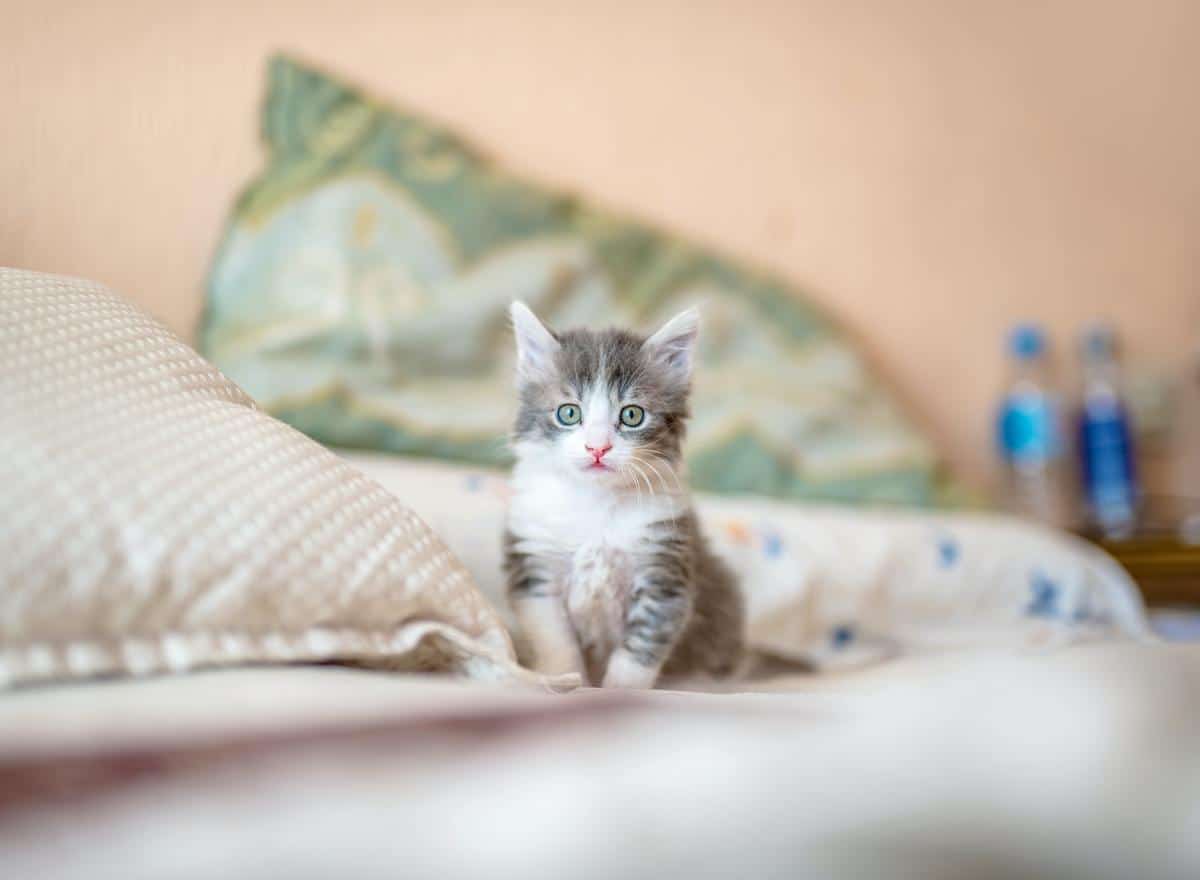 Image of a variety of colorful and engaging toys for kittens, including balls, feathers, and interactive toys.