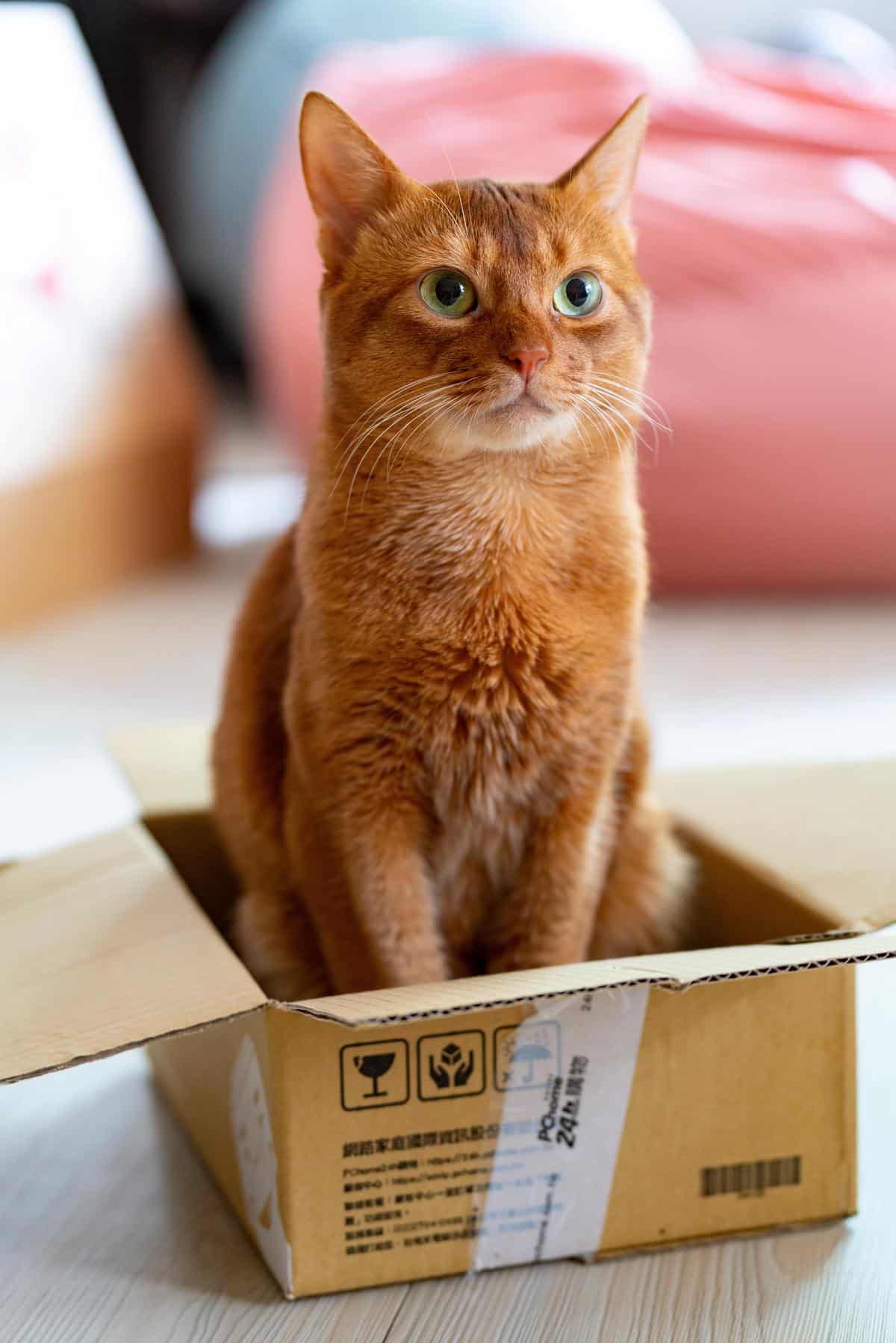 A picture of a kitten sitting next to a litter box and a scratching post, representing the key elements of kitten training.