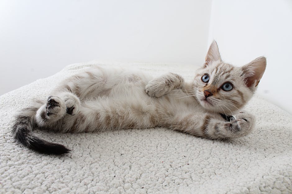A playful kitten looking up with big bright eyes, ready to learn and be trained.