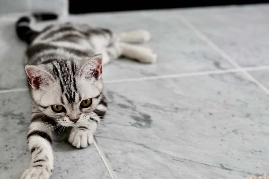 Image depicting a cute kitten playing with a toy ball.