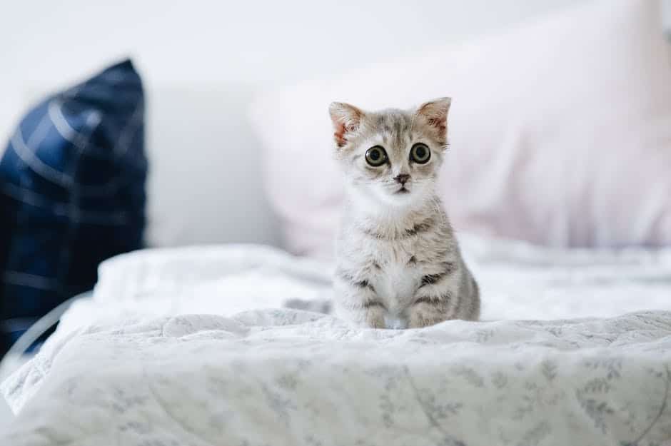 Illustration of a kitten lying down and looking sad, indicating possible illness or discomfort