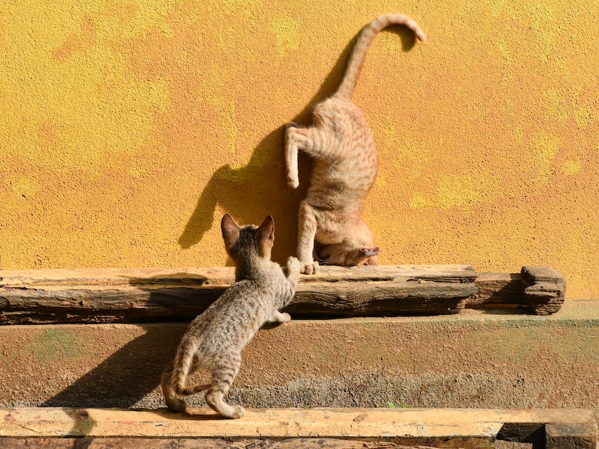 Image of two kittens playing with a ball of yarn