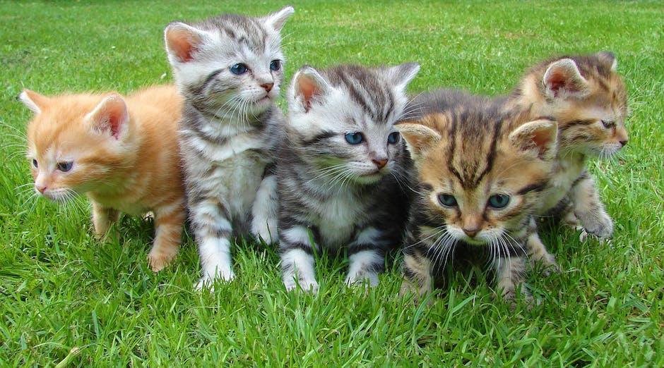 Image of various toys for playful young cats