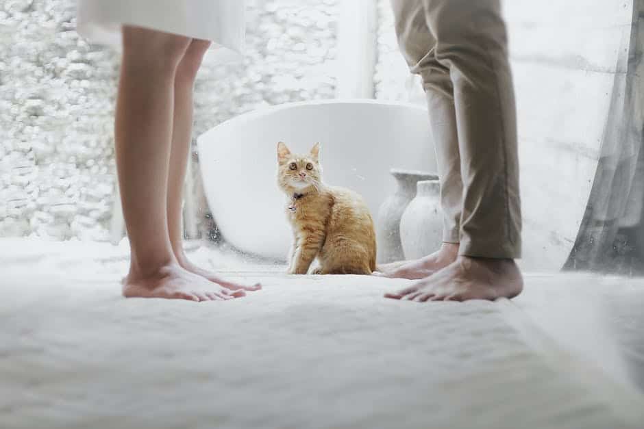 A concerned person looking at their sick cat with worry