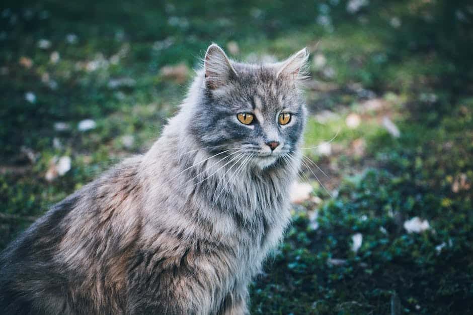 A beautiful image of Maine Coon cats showcasing their friendly and gentle nature