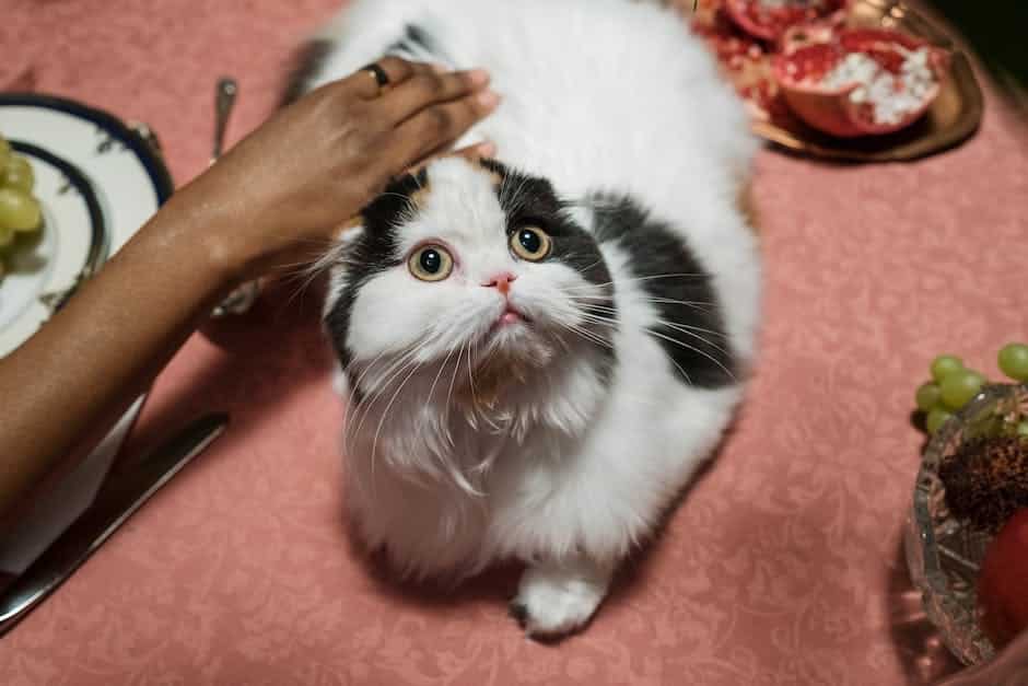 Illustration of a person gently petting a nervous cat