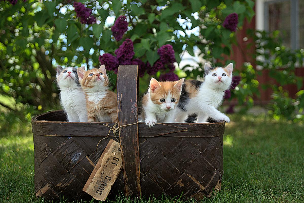 A family of four playing with their cats in the backyard