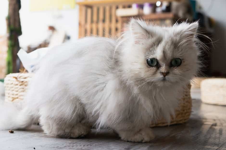 A close-up image of a Persian cat's lush and voluminous coat, showcasing its beauty and uniqueness.