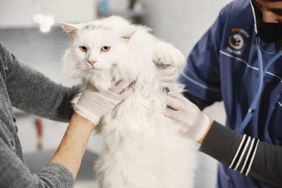 An image of a cat receiving a check-up at the vet's office, representing the importance of regular veterinary check-ups for feline health