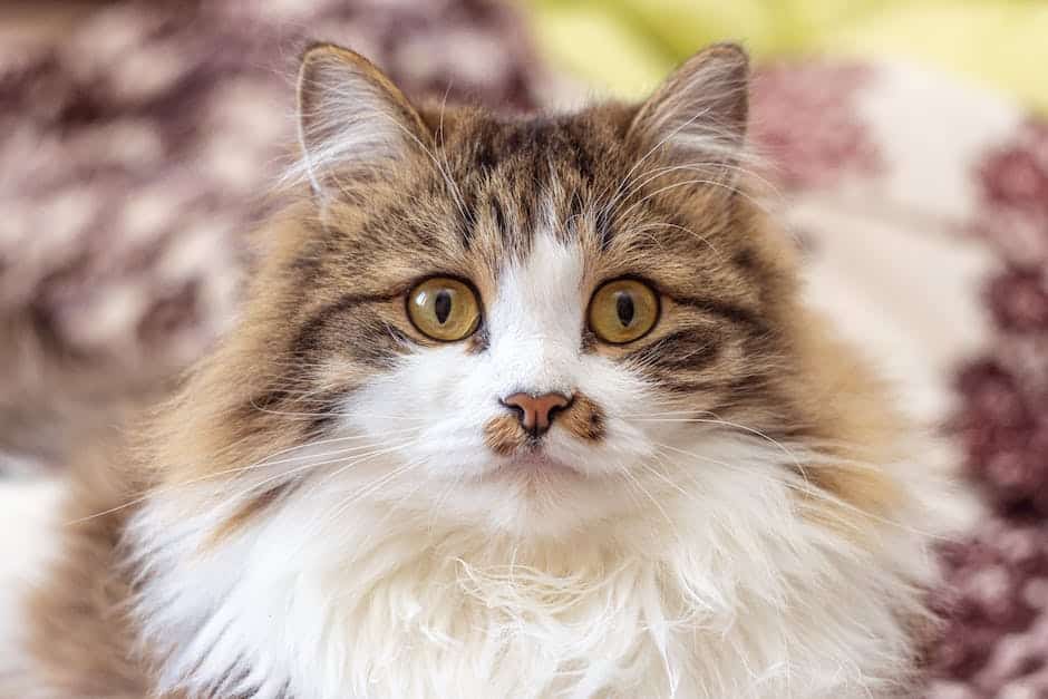 A fluffy Ragdoll cat lounging on a comfortable blanket, looking content and relaxed