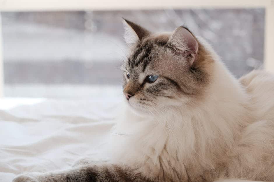 A beautiful image of a Ragdoll Cat, showcasing its fluffy and adorable appearance.