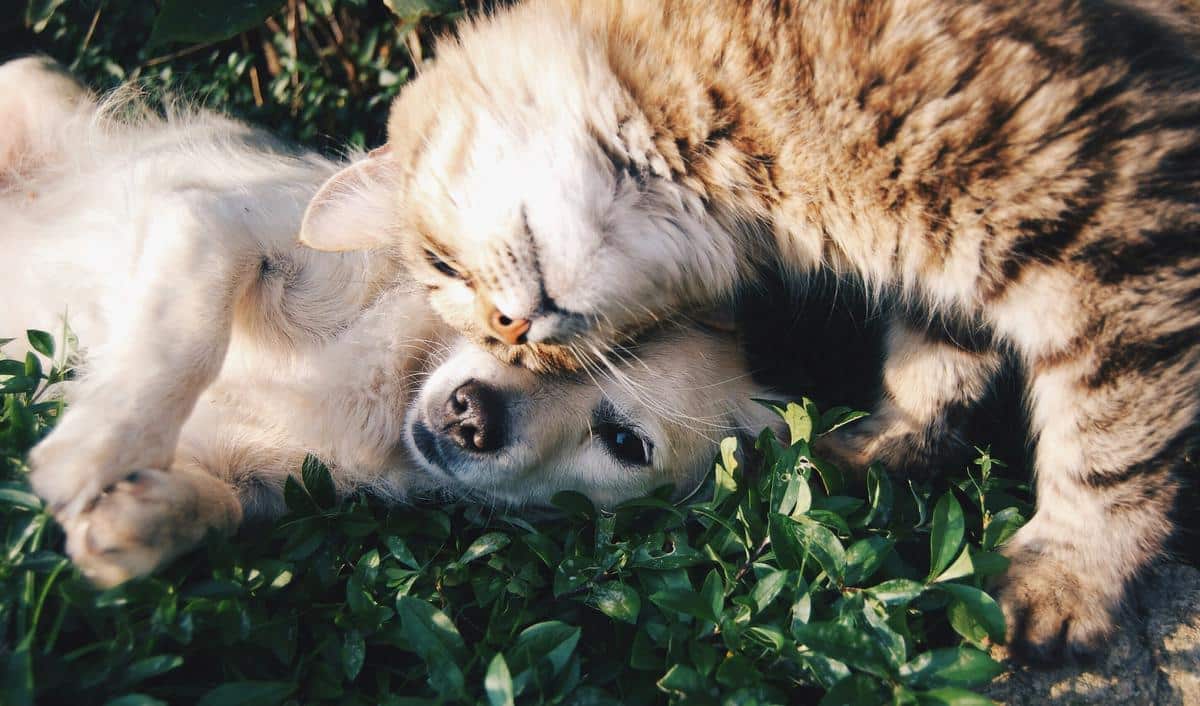 Illustration of a happy family, including a dog and a cat, symbolizing the importance of pets in a family's life.