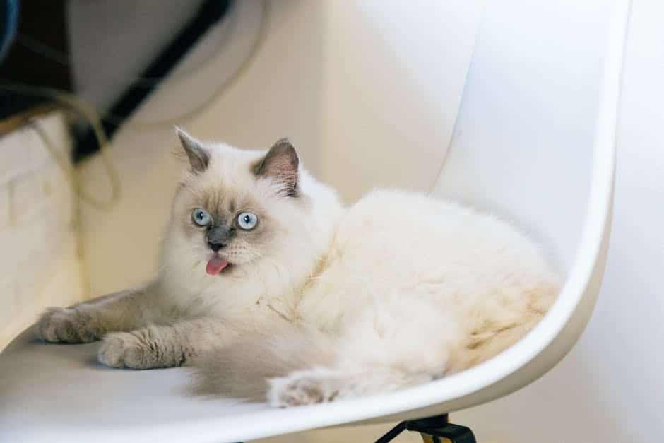 Image of a person gently grooming a scared or aggressive cat, creating a bond through grooming.