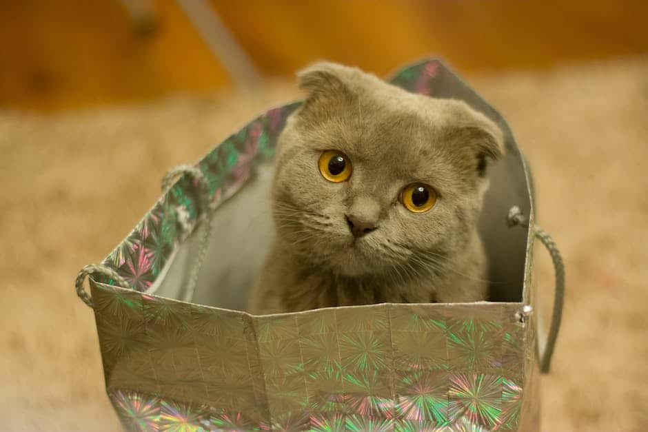 A cute Scottish Fold cat sitting on a scratching post