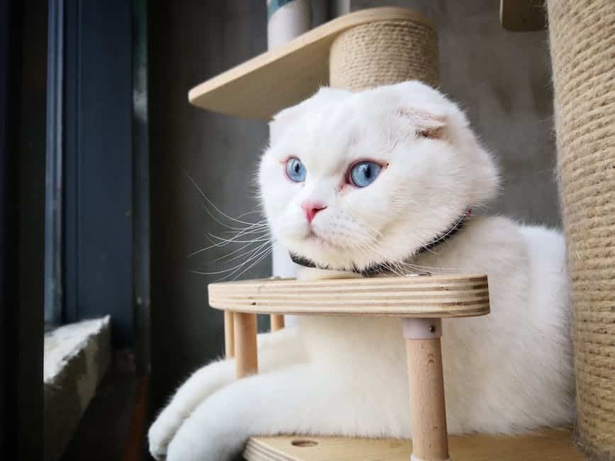 Photo of a Scottish Fold cat sitting serenely with folded ears and soulful eyes