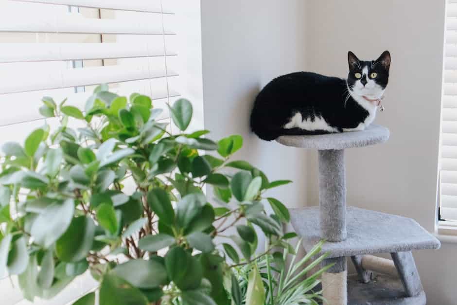 A happy cat scratching a designated post, enjoying positive reinforcement rewards.