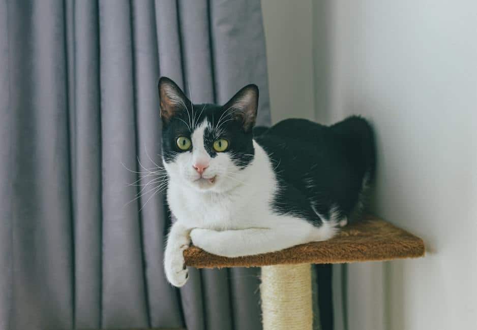 Image of a scratching post with a cat happily scratching on it.