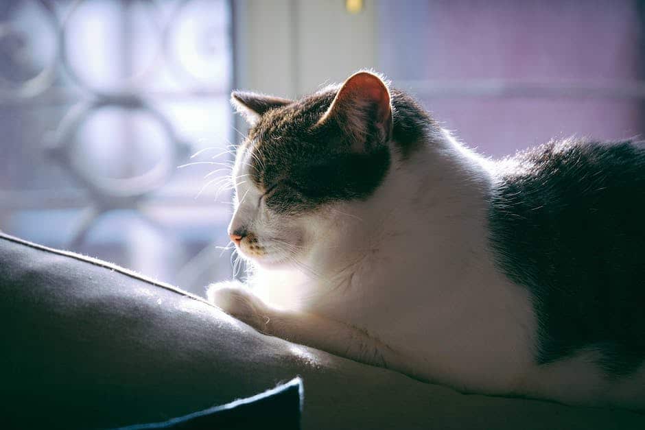 Image of a senior cat curled up in a sunlit window, contently napping