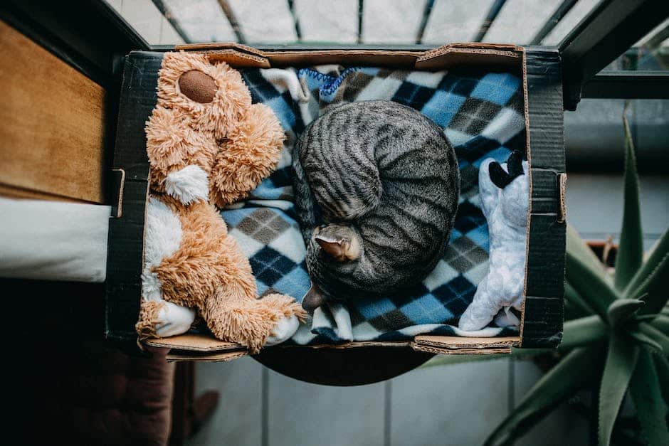 Image of a senior cat curled up peacefully
