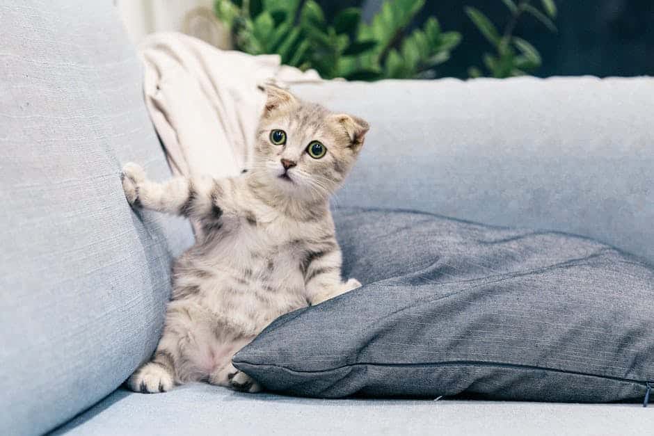 A peaceful senior cat resting on a cozy cushion, bringing a calmness to the home.
