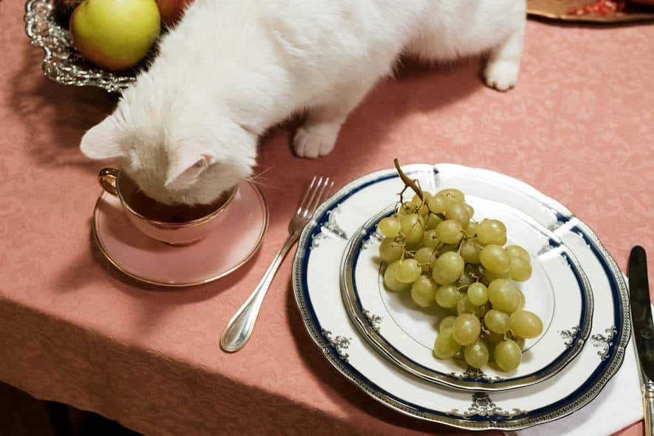 Image of a senior cat eating from a bowl