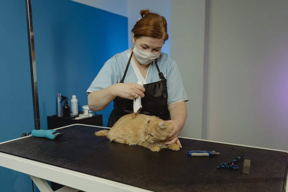 A senior cat being gently groomed by a human caregiver