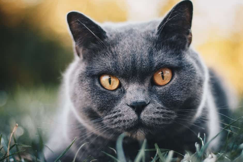 A close-up image of a smiling American Shorthair cat with vibrant green eyes.