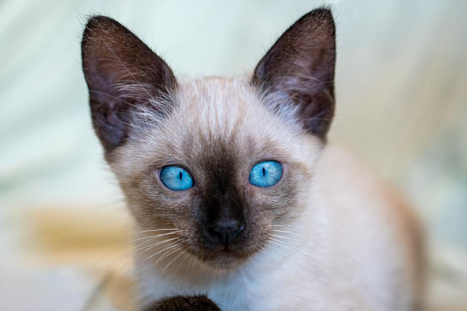 Image of a Siamese cat with its striking blue almond-shaped eyes, displaying its unique behavior and charm.