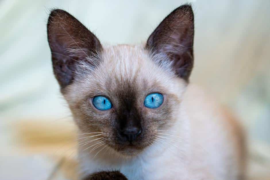 A Siamese cat sitting and following a command during positive reinforcement training