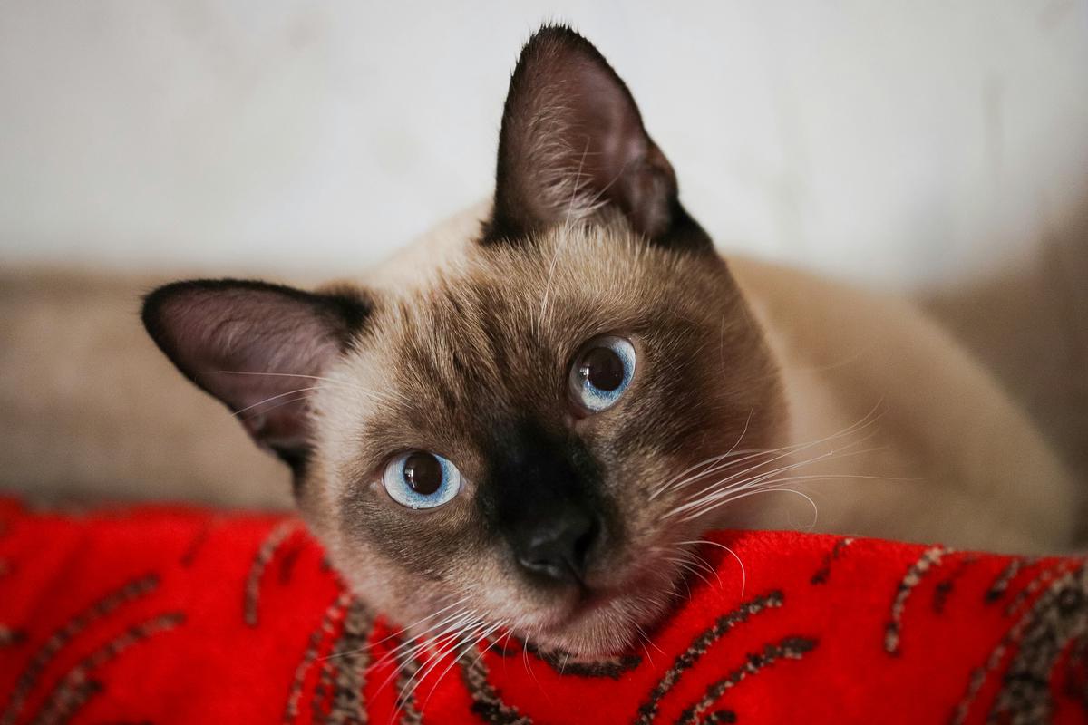 Illustration of a Siamese cat engaged in training with its owner